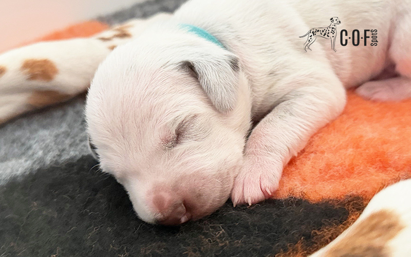 Welpe liegt auf einer
Decke