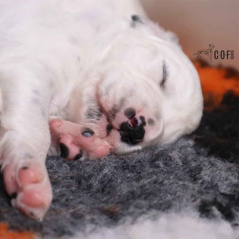 schlafender Dalmatiner welpe