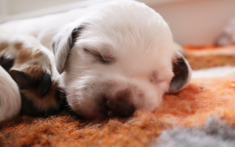 brauner Dalmatinerwelpe schlafend auf Kissen