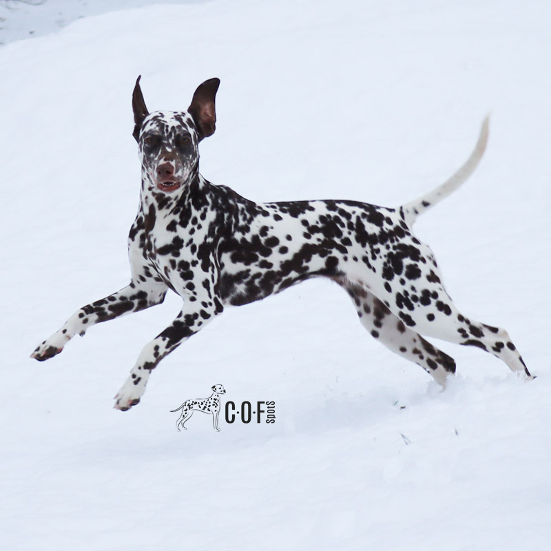braun weisser Dalmatiner im Schnee