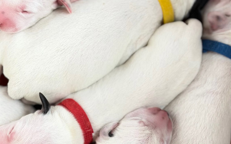 Dalmatiner Welpen frisch geboren